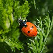 Herb Garden Nenzlingen